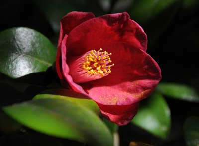 Red Camellia 