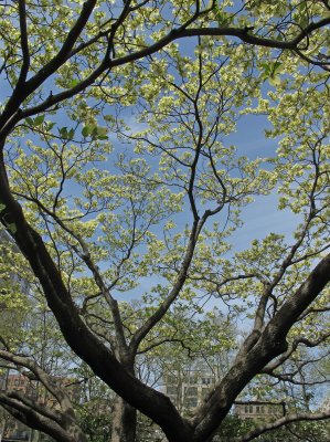 Dogwood Tree Blossoms 