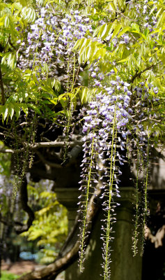 Wisteria