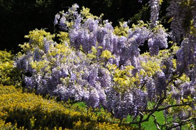 Wisteria