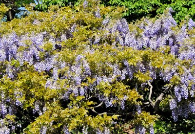 Wisteria