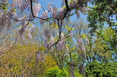 Wisteria