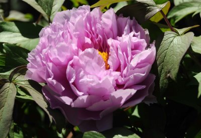 Tree Peony