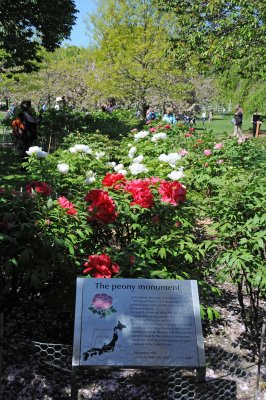 Tree Peony