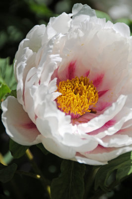 Tree Peony