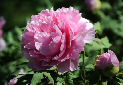 Tree Peony