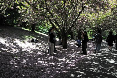 Cherry Tree Blossoms