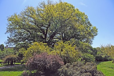 Berberis Bushes & English Oak Tree 