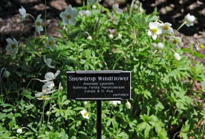 Anenome - Snowdrop or Wind Flower