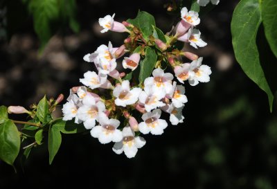 Weigela Blossoms