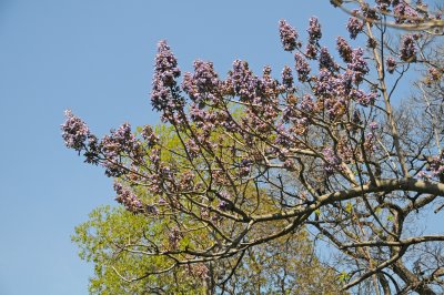 Empress Tree or Paulownia tomentosa