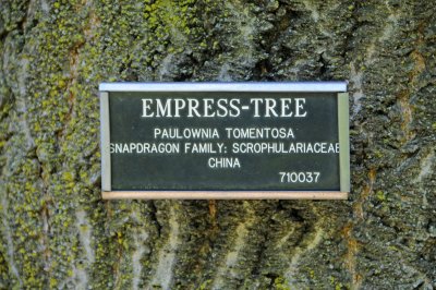 Empress Tree or Paulownia tomentosa