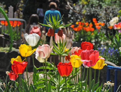 Spring 2010 - Brooklyn Botanic Garden