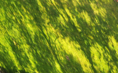 Sycamore Tree Shadows