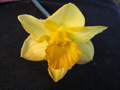 Daffodil