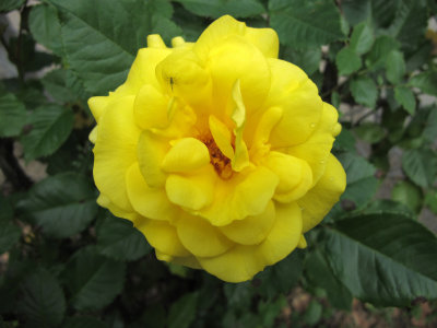 Yellow Rose & Aphid