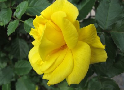 Yellow Rose