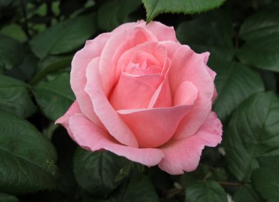 Pink Peach Rose