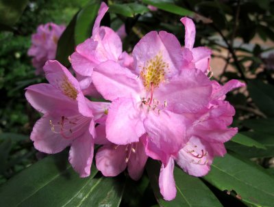 Rhododendron Blossoms