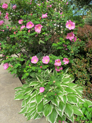 Rugosa Roses, Hosta & Barberry