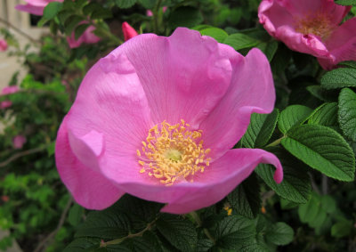Pink Rugosa Rose