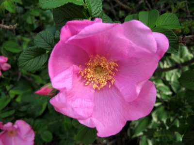 Pink Rugosa Rose