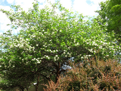 Hawthorne Trees in Bloom