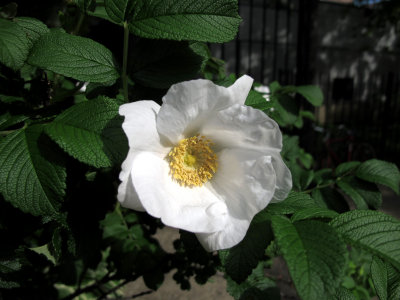 White Rugosa Rose