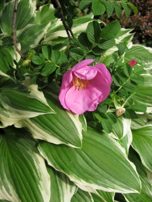 Pink Rugosa Rose & Hosta