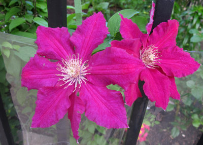 Clematis Blossoms