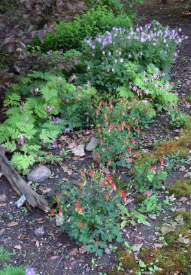 Columbine, Dicentra & Geranium