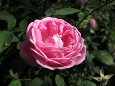 Hermosa Rose