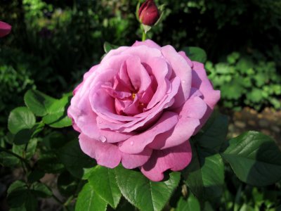 Hierloom Rose