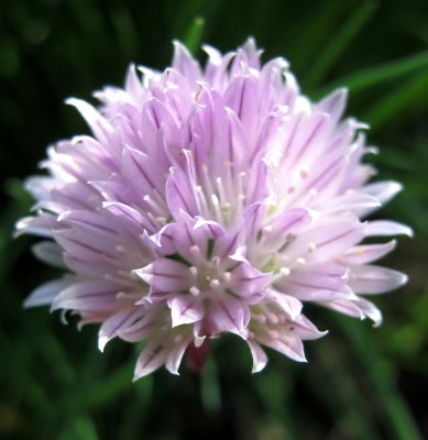 Chive Blossom