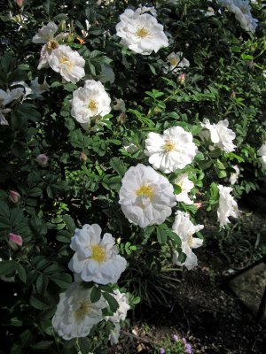 Henry Hudson Rugosa Roses