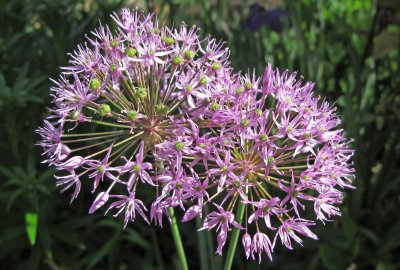 Allium