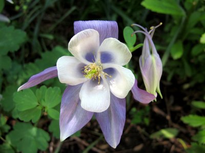 Columbine