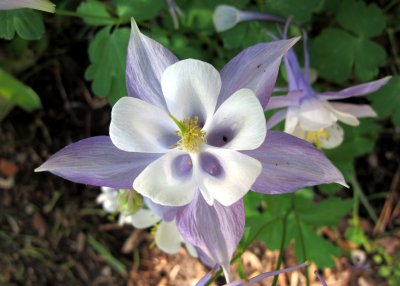 Columbine