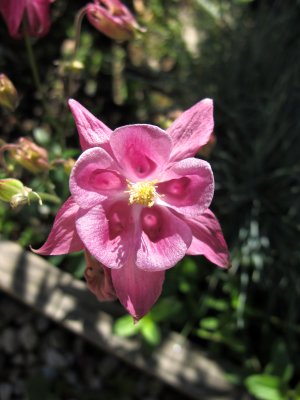 Columbine