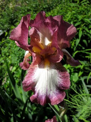 Iris