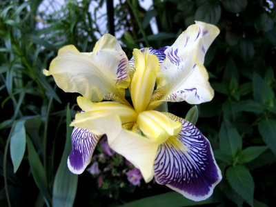 Iris