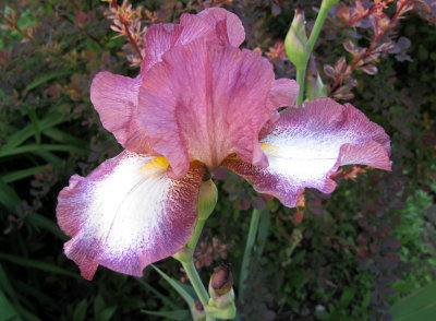 Iris