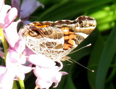 American Lady Butterfly