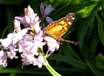 American Lady Butterfly