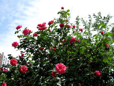 Senior Prom and Lovers Lane  Rose Bushes