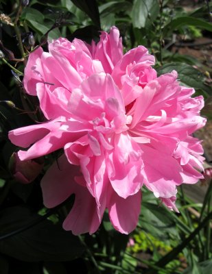 Pink Peony