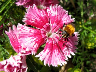 Bee on a Dianthus Blossom