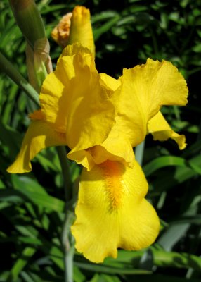 Iris