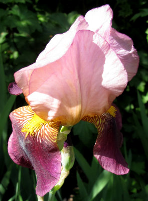 Iris