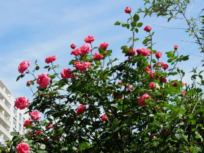 Senior Prom Roses